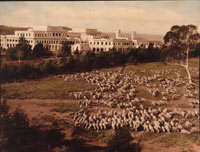 Photo of sheep on a hillside right close to Parliament House